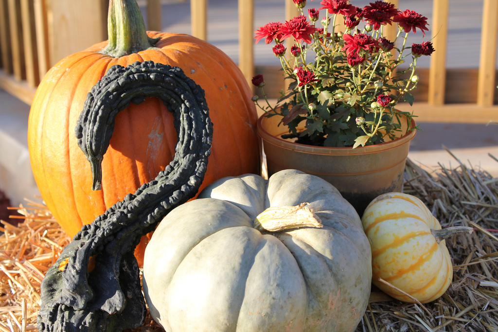 Doesn't that black gourd look like a swan? Doesn't that black gourd look like a swan?
