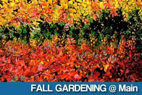 main_fallgarden