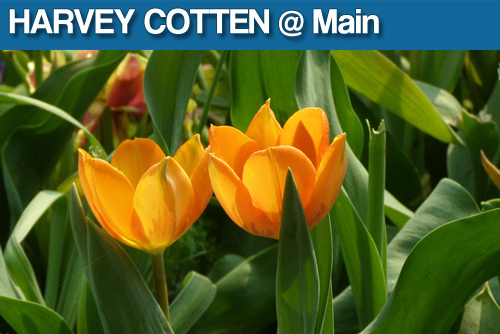 main_cottenspring main_cottenspring
