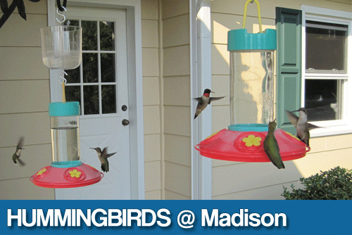 madison_hummingbirds madison_hummingbirds